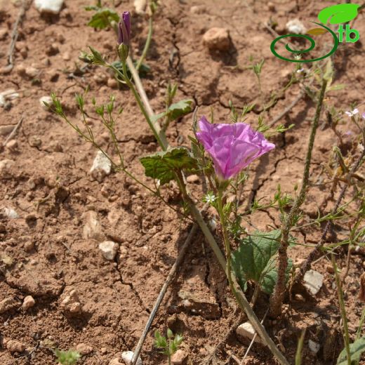 Convolvulaceae-Tarlasarmaşığıgiller