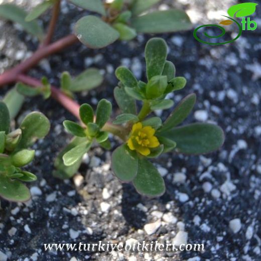 Portulacaceae-Semizotugiller