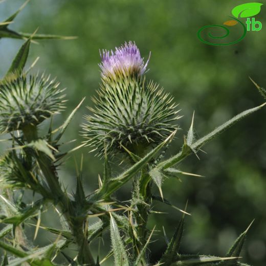 Cirsium vulgare