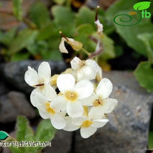 Arabis alpina