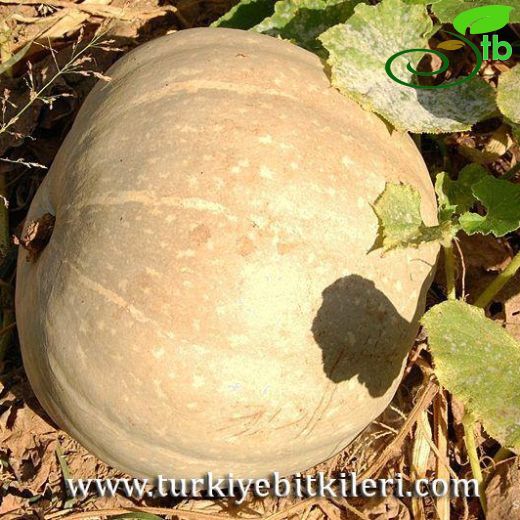 Cucurbita-Kabak