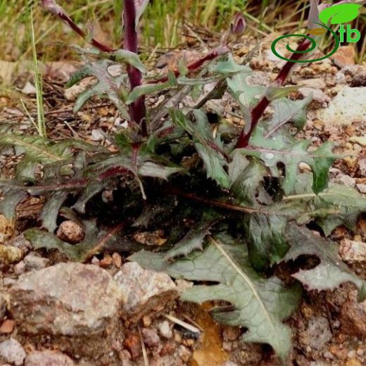 Lactuca tuberosa