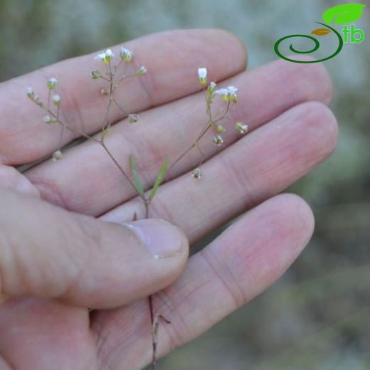 Gypsophila heteropoda