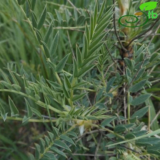 Astragalus longifolius