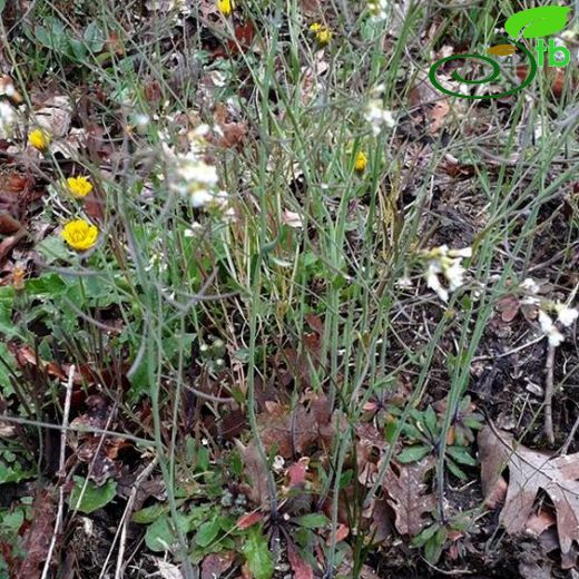 Arabidopsis-Fenotu