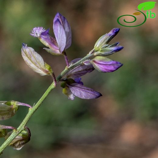 Polygalaceae-Sütotugiller