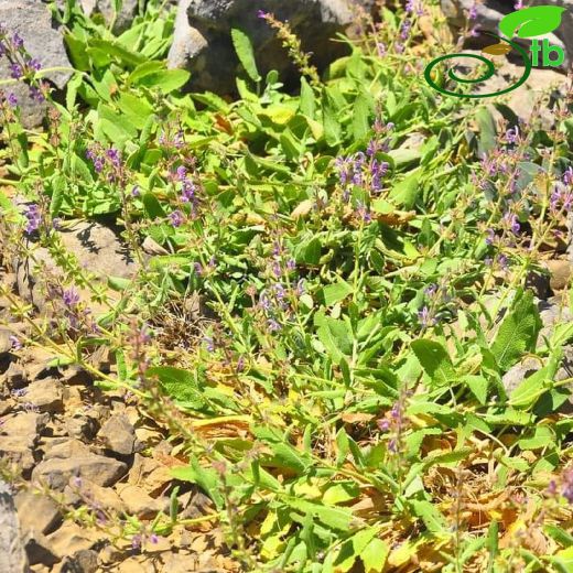 Salvia adenocaulon