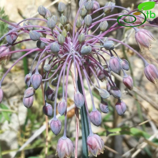 Allium sultanae-ferhanii