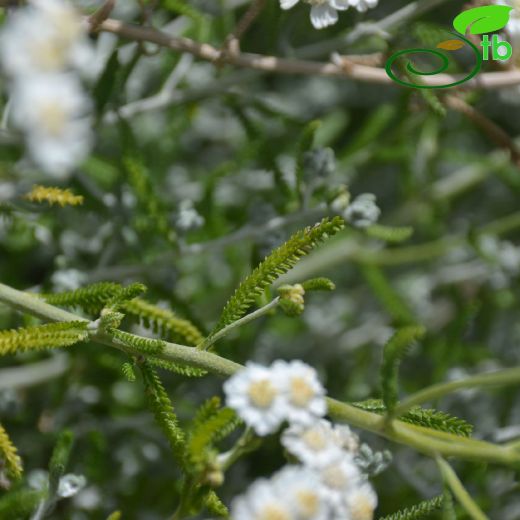 Achillea-Civanperçemi