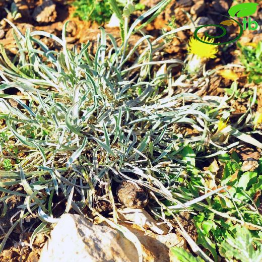 Centaurea deflexa