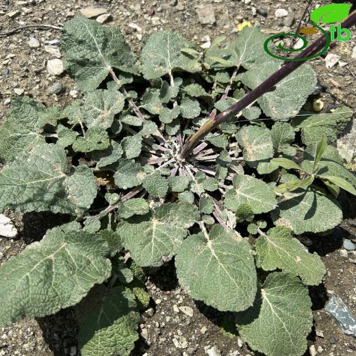 Verbascum-Sığırkuyruğu