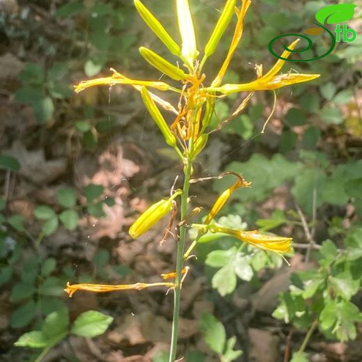 Xanthorrhoeaceae-Çirişgiller