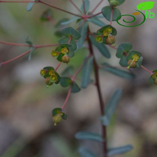 Euphorbia apios