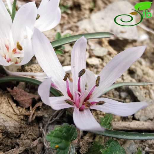 Colchicum-Acıçiğdem