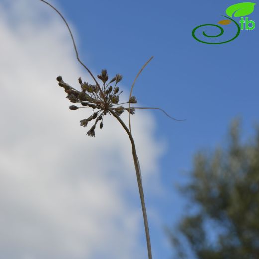 Amaryllidaceae-Nergisgiller