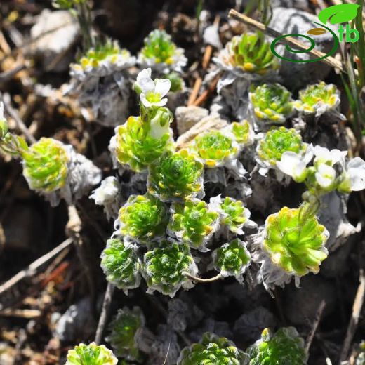 Arabis-Kazteresi