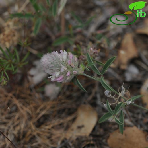 Trifolium arvense