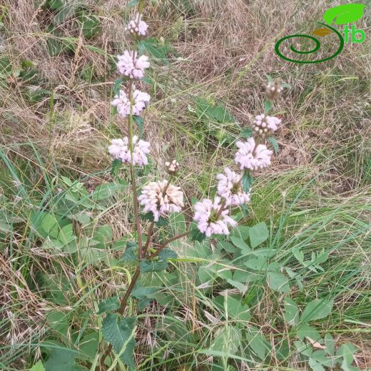 Phlomis-Çalba