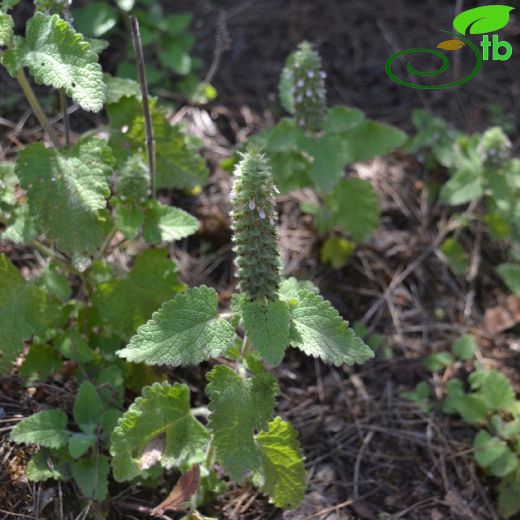 Teucrium lamiifolium