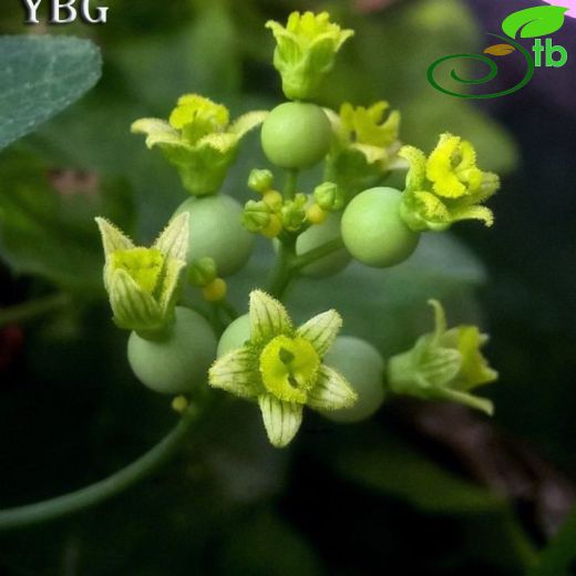 Bryonia multiflora