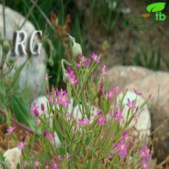 Centaurium tenuiflorum