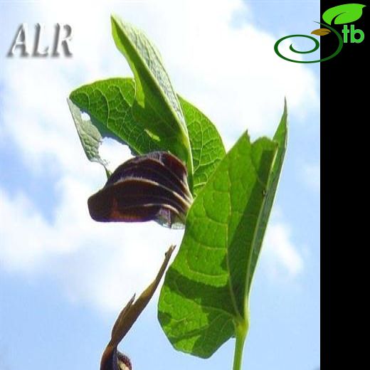 Aristolochia rotunda