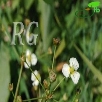 Alisma plantago-aquatica