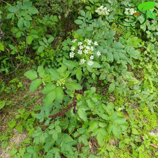 Chaerophyllum-Handok