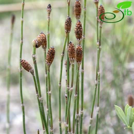 Equisetum ramosissimum