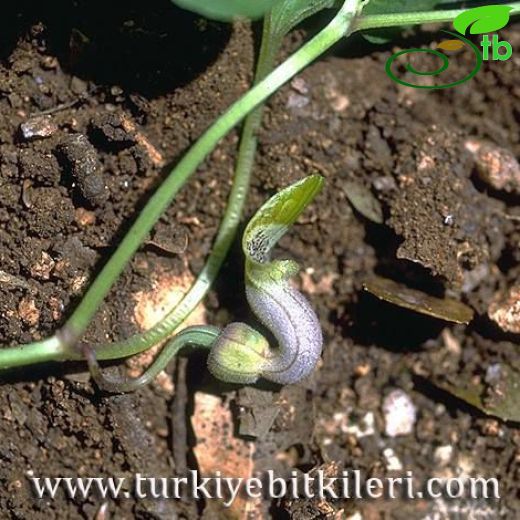 Aristolochia billardieri