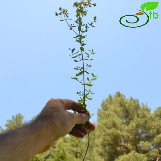 Hypericum perforatum