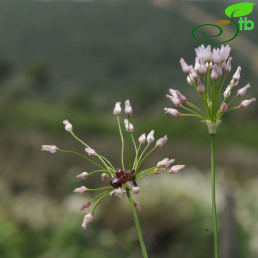 Allium roseum