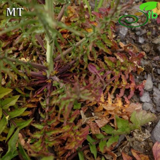 Sisymbrium altissimum