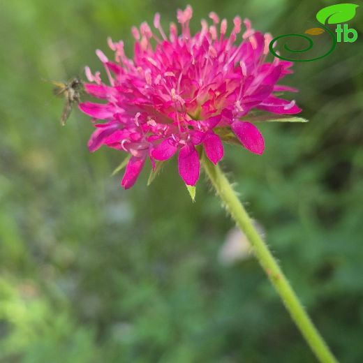 Knautia-Eşekkulağı