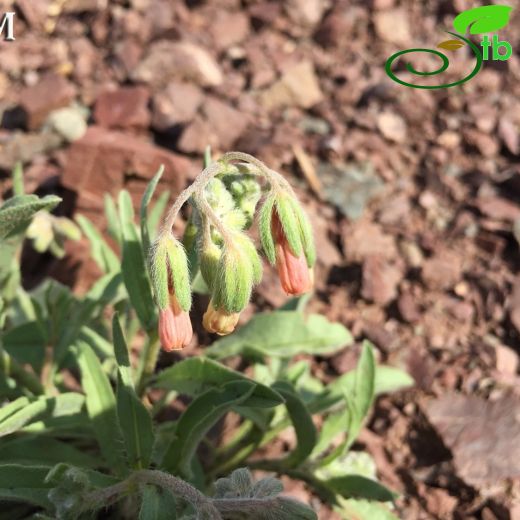 Mattiastrum erysimifolium