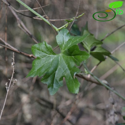 Cucurbitaceae-Kabakgiller