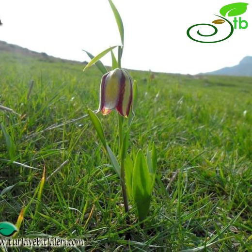 Fritillaria amana