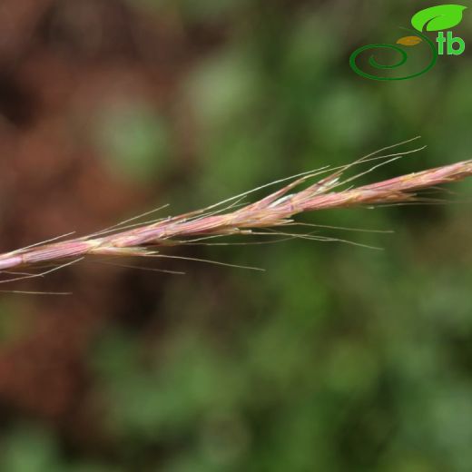 Gaudinia- Başaklı yulaf