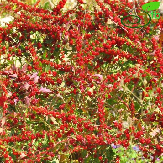 Amaranthaceae-Horozibiğigiller