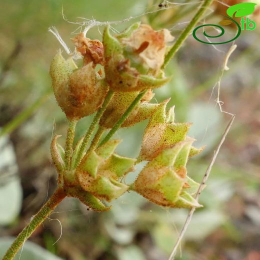Androsace armeniaca