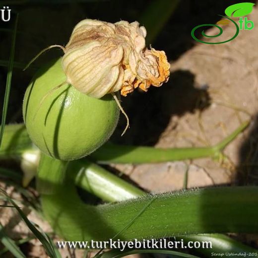 Cucurbita-Kabak