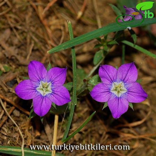 Legousia pentagonia