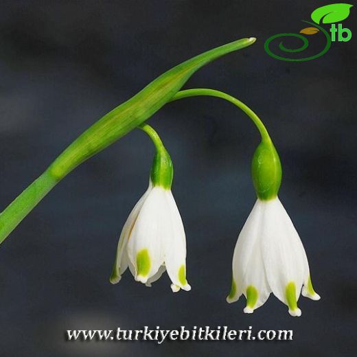 Leucojum-Gölsoğanı