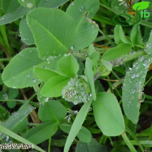 Trifolium badium