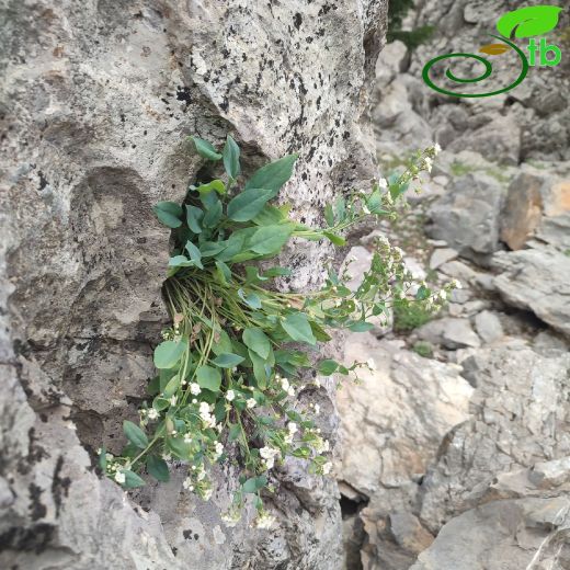 Omphalodes ripleyana
