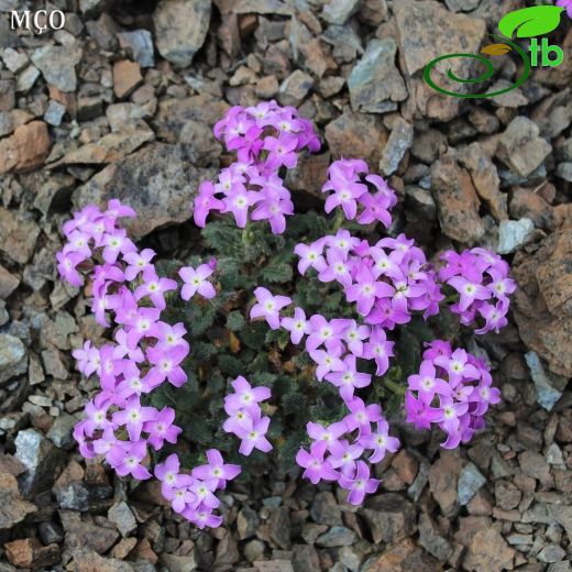 Hesperis breviscapa