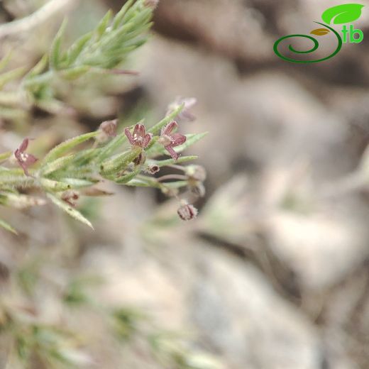 Galium-Yapışkanotu