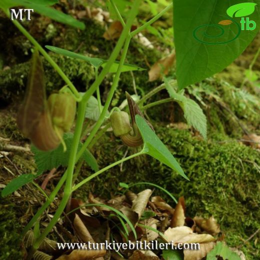 Aristolochia pontica