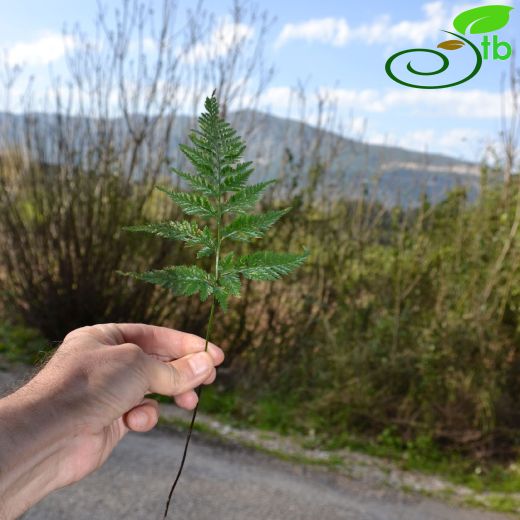 Asplenium onopteris