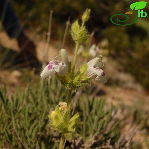 Salvia-Adaçayı